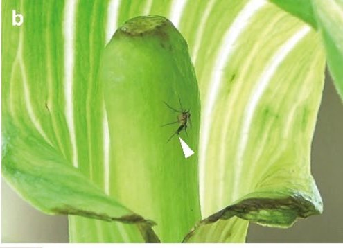 A close photograph of a small dark fungus gnat standing on the pale ribbed surface of a spathe. A white arrowhead points to the tip of its abdomen, where the genitalia are extended