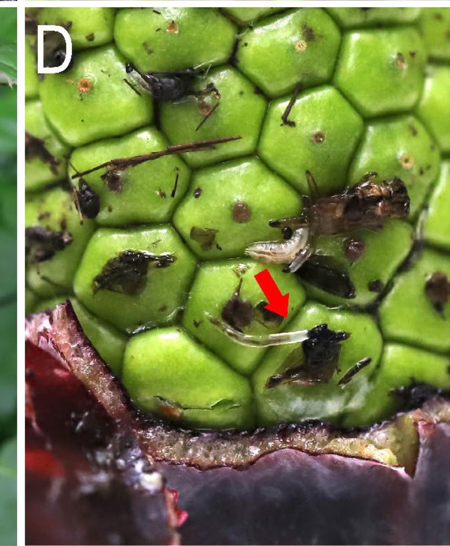 A close photograph looking down into a spathe at a head of swollen green ovaries packed together like paving stones. Scattered across them are the blackened bodies of several small dead flies, and among the bodies two pale translucent larvae, one arrowed in red, lying against a carcass
