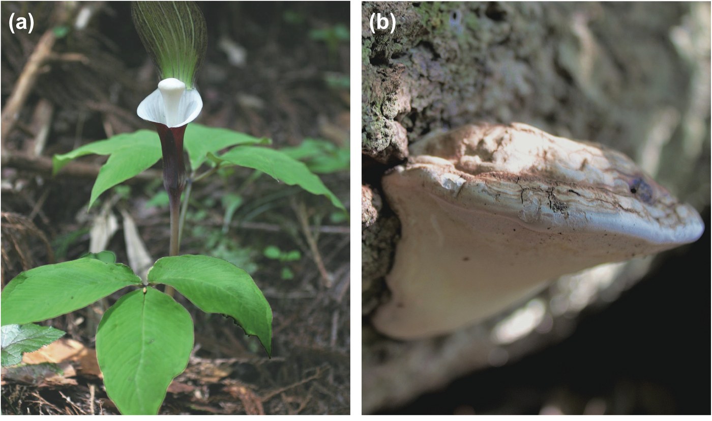 Two photographs side by side. Left: a woodland plant whose dark striped hood shelters a smooth, blunt, snow-white column standing upright inside it. Right: a pale bracket fungus growing out of tree bark, the same creamy colour and much the same blunt shape
