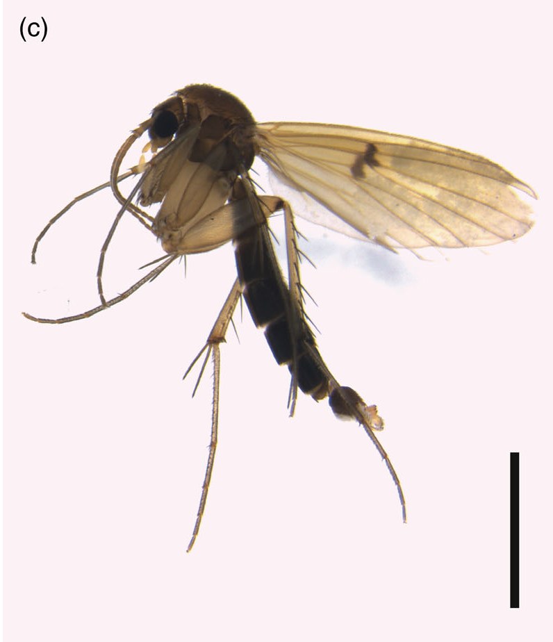 A close photograph of a small fungus gnat lying dead against the pale ribbed inner wall of a spathe, its long legs folded, wings clear and veined, beside a black scale bar