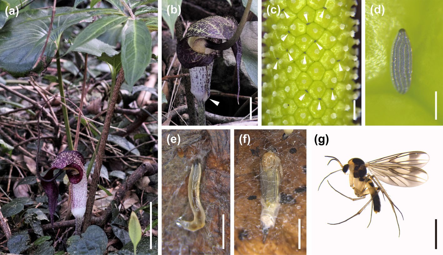 Seven photographs in sequence. A dark striped plant in leaf litter; the same inflorescence with an arrowhead on a small hole at the base of its tube; green female flowers with arrowheads marking pale eggs among them; a single ribbed egg; a cream larva on decaying tissue; a pupa inside a silk cocoon; and the emerged adult fungus gnat, yellow and black with clear veined wings