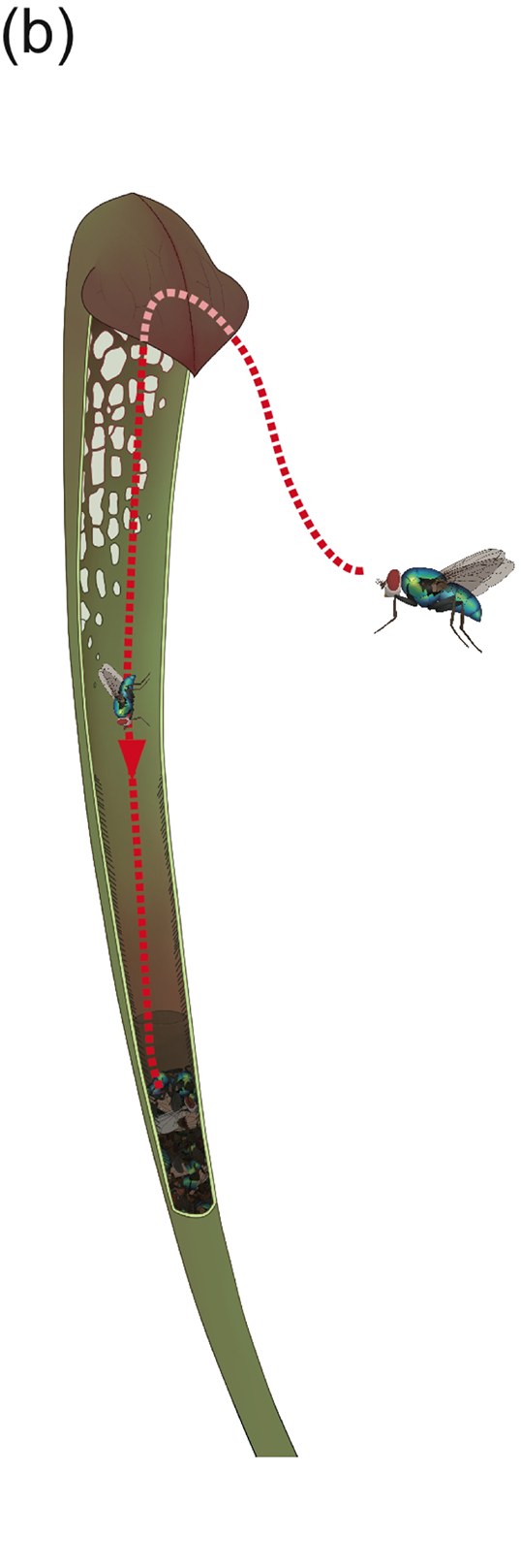 A cutaway drawing of a tall slender pitcher-plant trap, its lid dark red and its throat spotted with pale windows. A red dotted line traces a fly arriving at the mouth, falling down the tube, and ending among the debris at the bottom, with no line leading back out