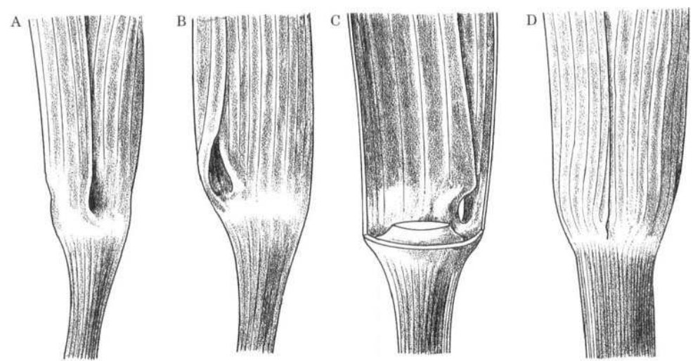 Four ink drawings of the lower part of a spathe tube. In the first three the overlapping edges arch apart into a small round hole near the base, the third cut open to show the hole from inside with the spadix removed. The fourth shows the same region on a female, the edges pressed flat with no opening