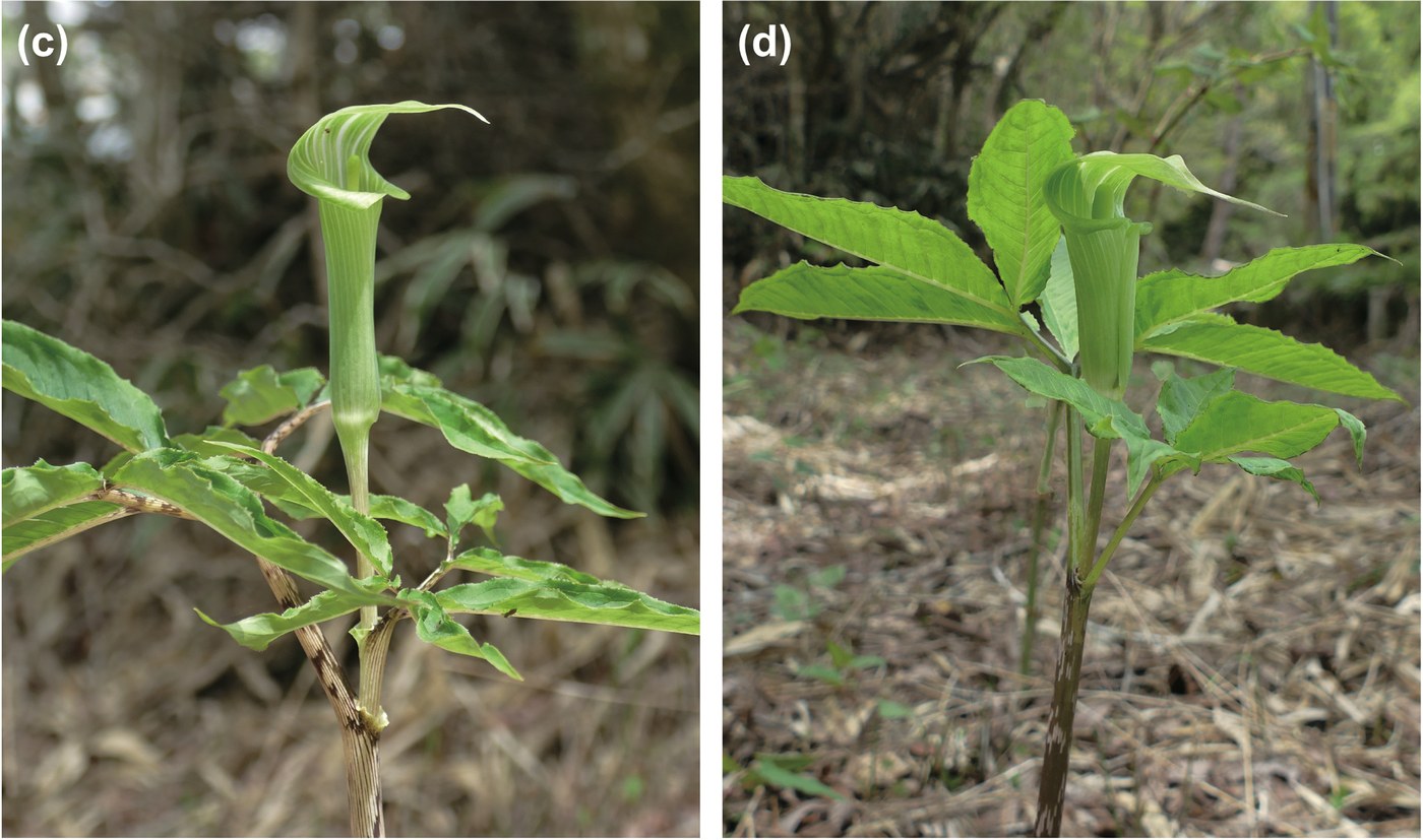 Two photographs of green woodland plants. Each has a plain green hooded inflorescence on a mottled stem above a spray of pointed leaflets. Neither shows anything white, pale or mushroom-shaped
