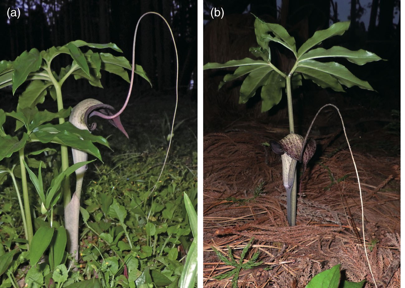 Two night photographs of a woodland plant. A pale hooded inflorescence sends a single dark thread upward in a long arc, far taller than the plant itself, then down again to the ground. The second photograph shows the whole plant with its umbrella of leaves and the thread trailing away across the leaf litter