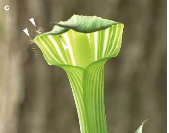 The open mouth of a green striped spathe photographed from the side. Three white arrowheads mark three separate small gnats, one on the rim and two in the air just beside it, all present at the same moment