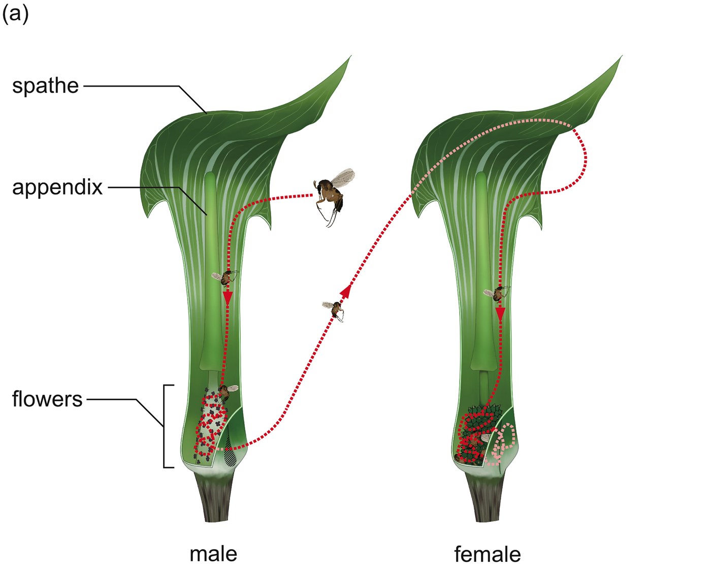 Two cutaway drawings side by side, labelled male and female, with lines pointing to the spathe, the appendix and the flowers. A red dotted line shows a gnat falling into the male tube, working down to the flowers, leaving through a small hole at the base, then flying to the female and falling in again. In the female the line loops among the flowers and stops
