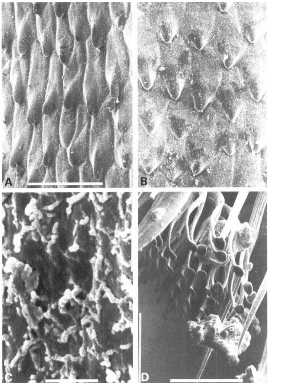 Four black and white electron micrographs. Top left and right: the inner wall of a spathe tube covered in overlapping downward-pointing papillae like roof tiles. Bottom left: the same surface magnified a thousand times more, a dense mat of loose wax rods. Bottom right: the foot pad of a fungus gnat, its spoon-shaped bristles clogged with clumps of that wax