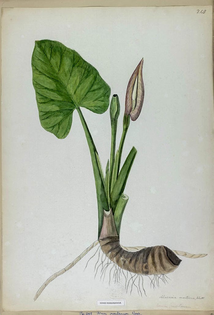 A botanical painting of an aroid: one large heart-shaped green leaf, a hooded purple-and-cream inflorescence, and a horizontal banded rhizome with roots, over handwritten names at the foot