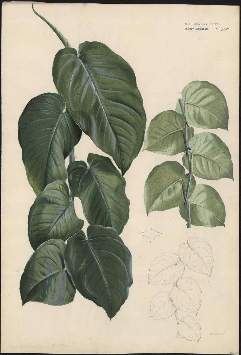 A nineteenth-century watercolour of a climbing aroid: large dark green adult leaves at left, a slender stem of small pale overlapping juvenile leaves at right, and a faint pencil sketch of the same juvenile stage below