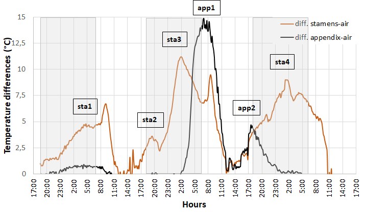 Temperature trace showing two appendix heating peaks in Arum pictum