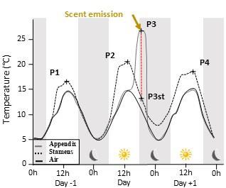 Temperature trace of an Arum italicum inflorescence over three days