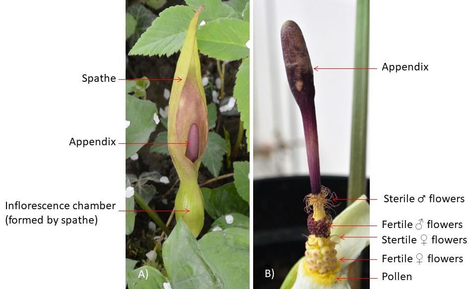 Labelled Arum inflorescence, whole and with the spathe removed