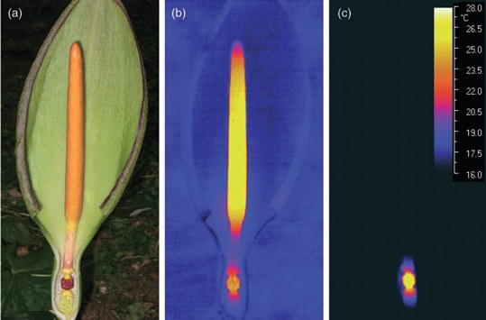 Photograph and two thermal images of an Arum inflorescence