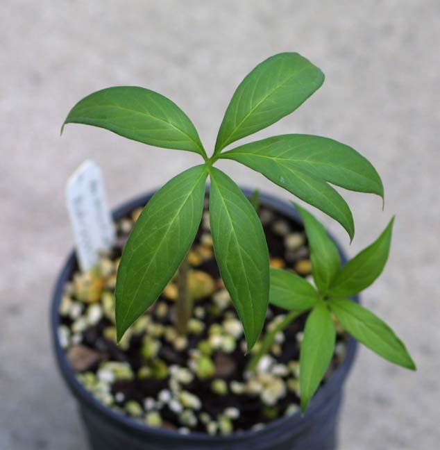 Amorphophallus dracontioides