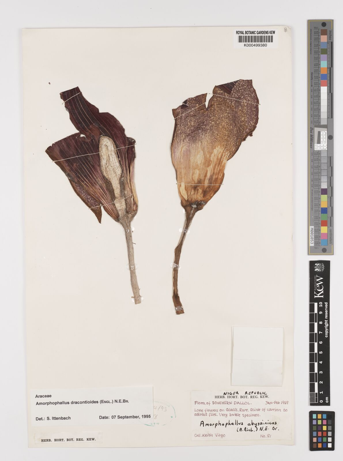 Amorphophallus dracontioides