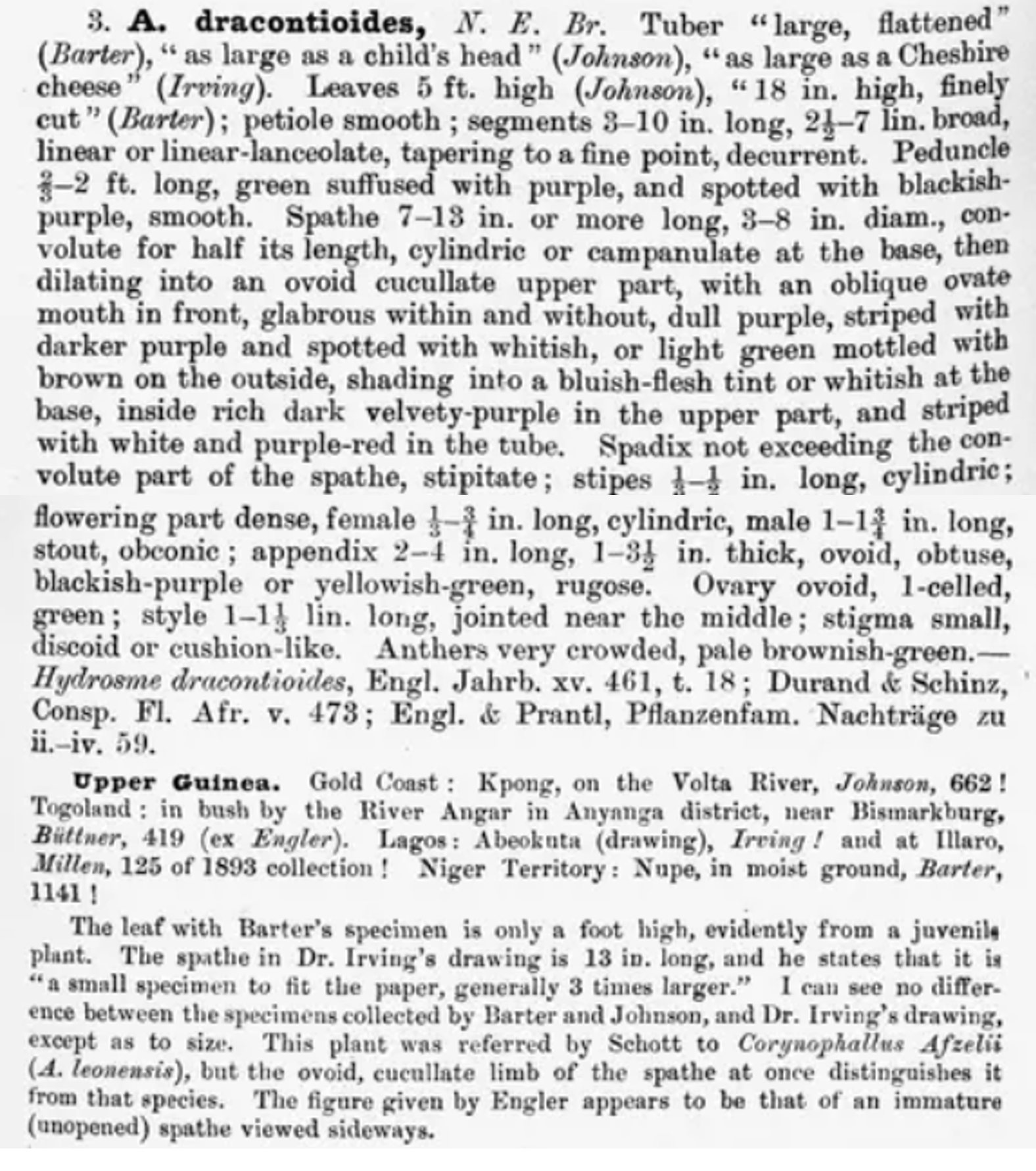 Protologue: D.Oliver & auct. suc. (eds.), Fl. Trop. Afr. 8: 148 (1901) Protologue of Amorphophallus dracontioides