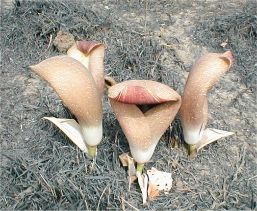 Amorphophallus dracontioides