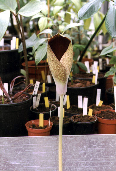 Amorphophallus dracontioides