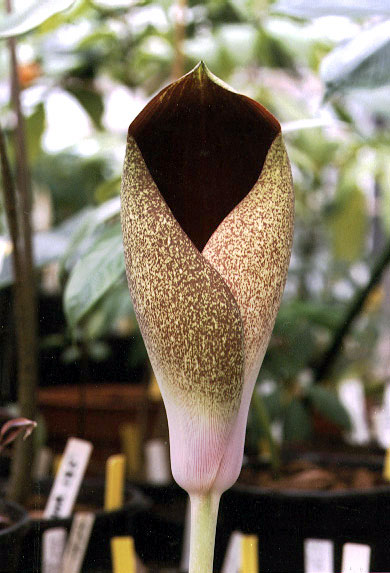 Amorphophallus dracontioides