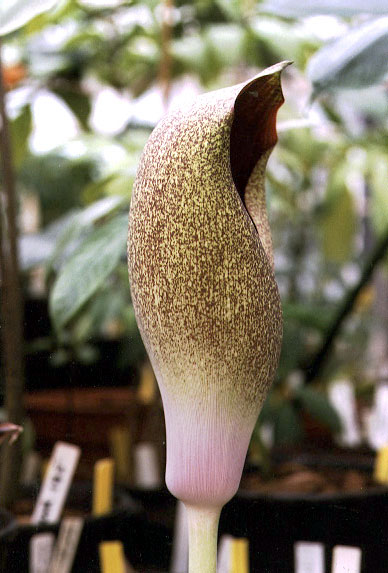 Amorphophallus dracontioides