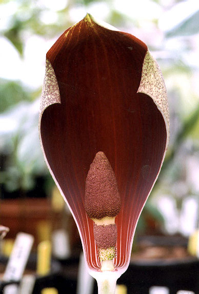 Amorphophallus dracontioides