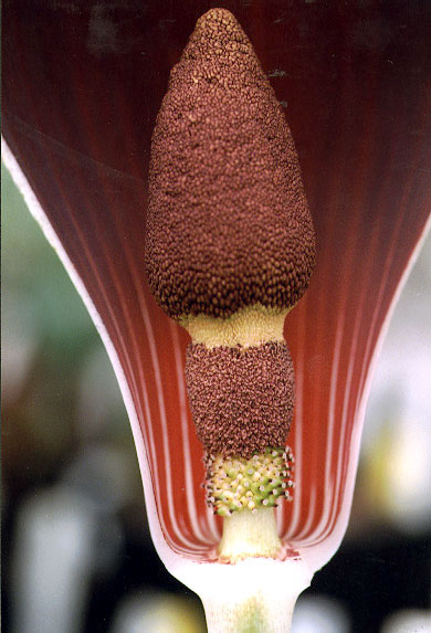 Amorphophallus dracontioides — inflorescence