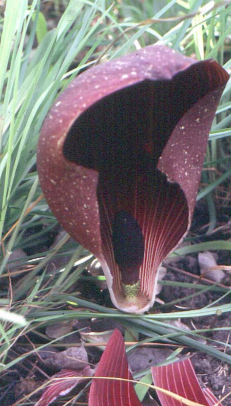 Amorphophallus dracontioides