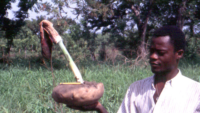 Amorphophallus dracontioides