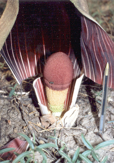 Amorphophallus dracontioides