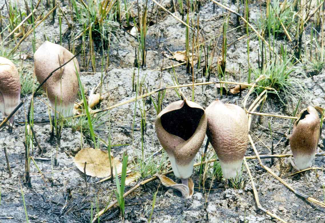 Amorphophallus dracontioides