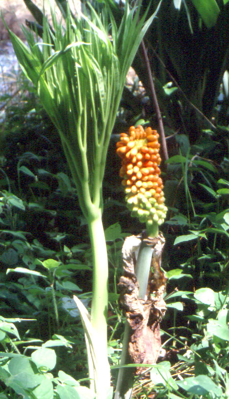 Amorphophallus dracontioides