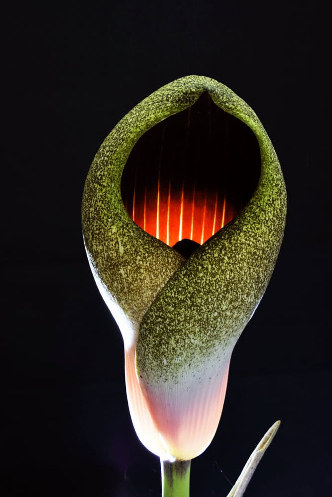 Amorphophallus dracontioides — inflorescence