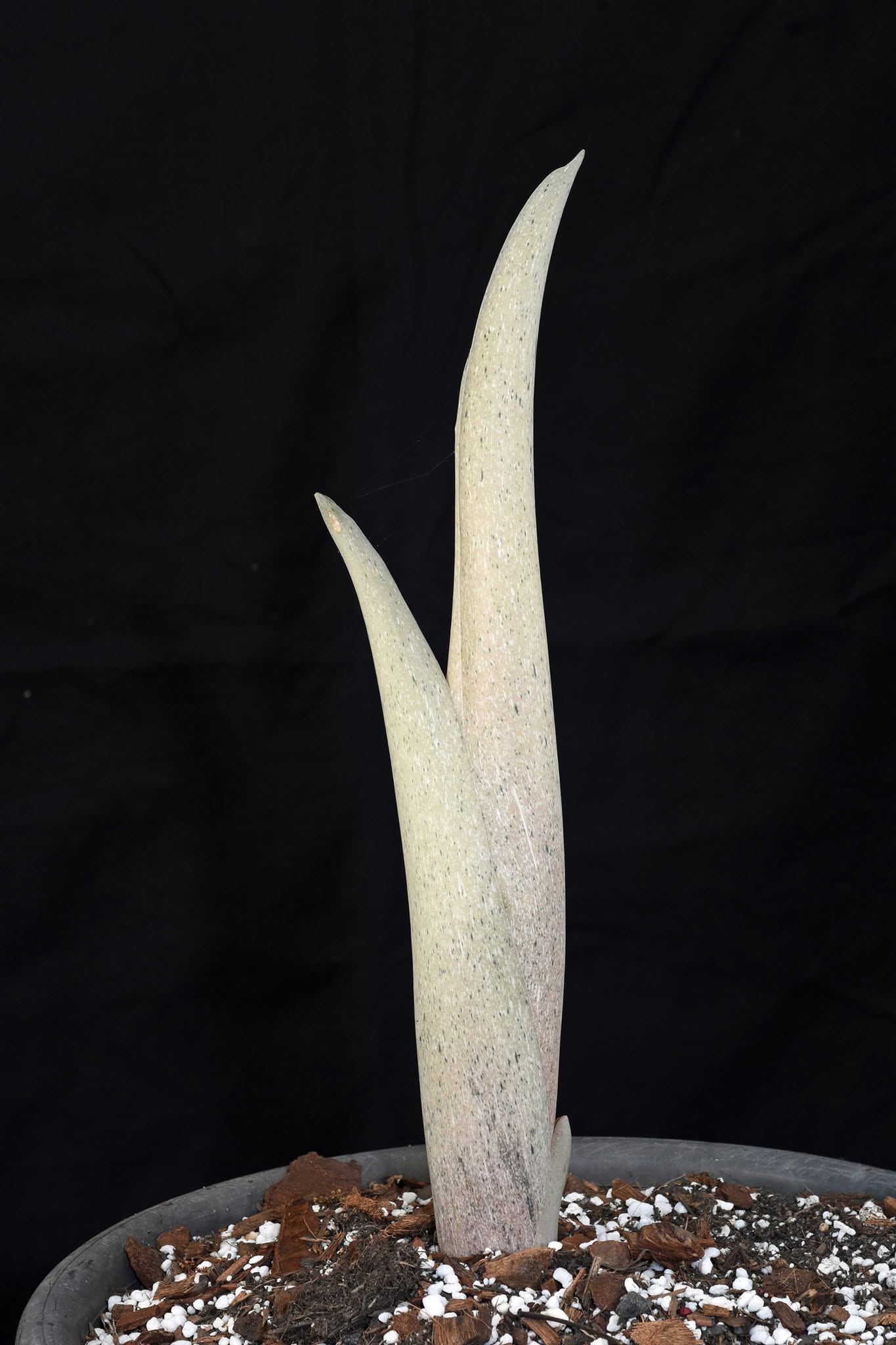Amorphophallus dracontioides