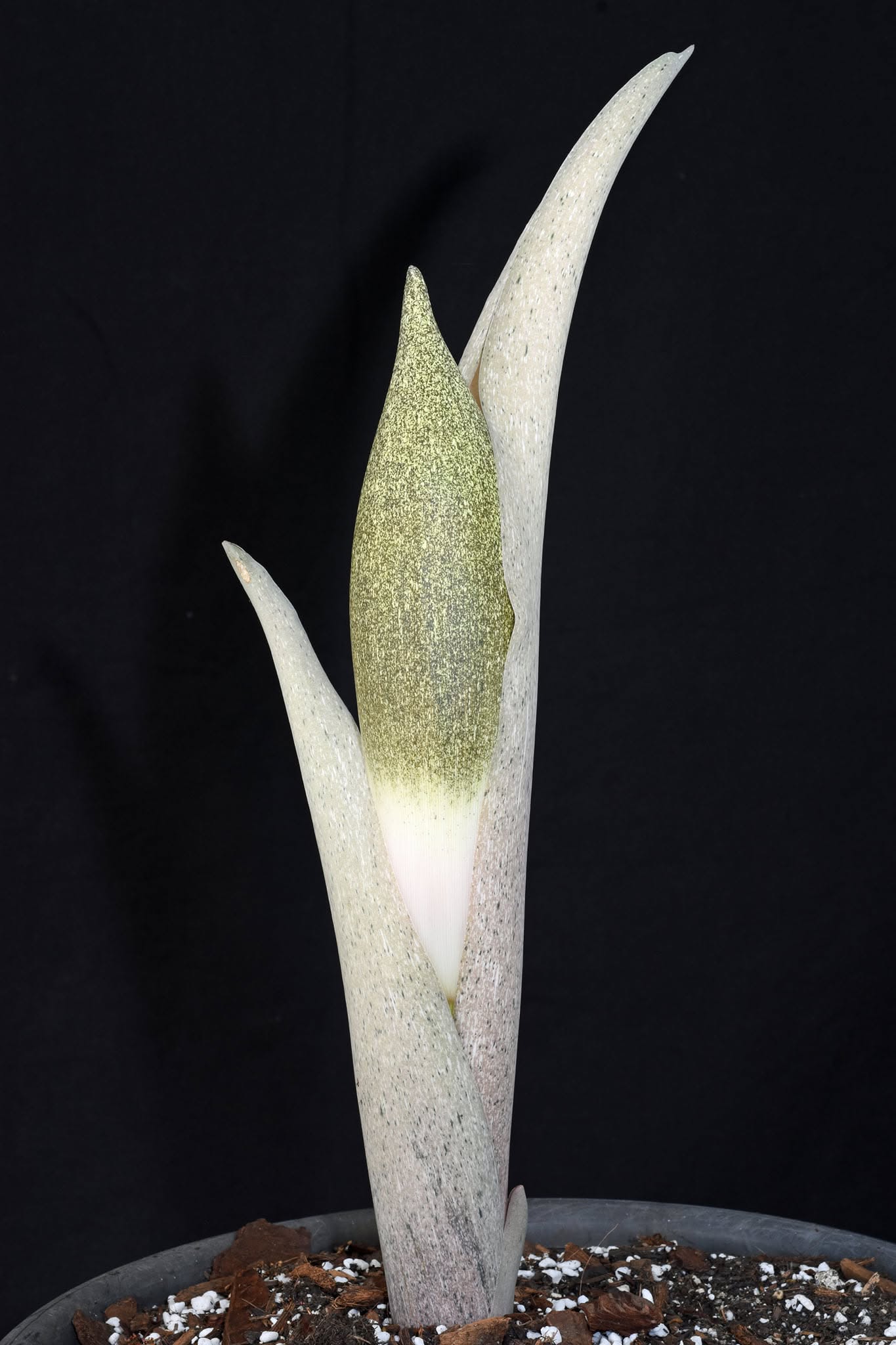 Amorphophallus dracontioides
