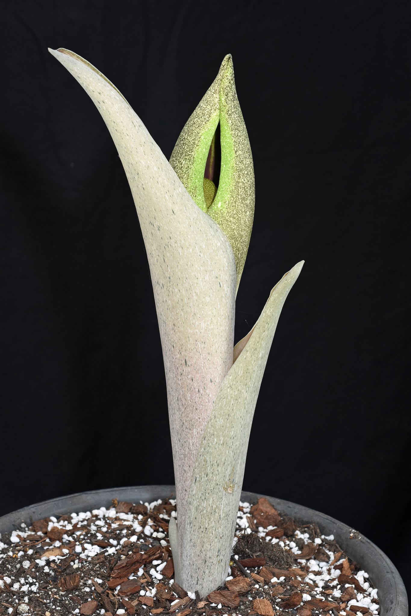 Amorphophallus dracontioides