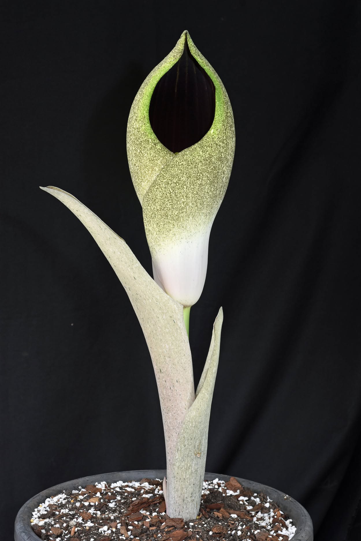 Amorphophallus dracontioides