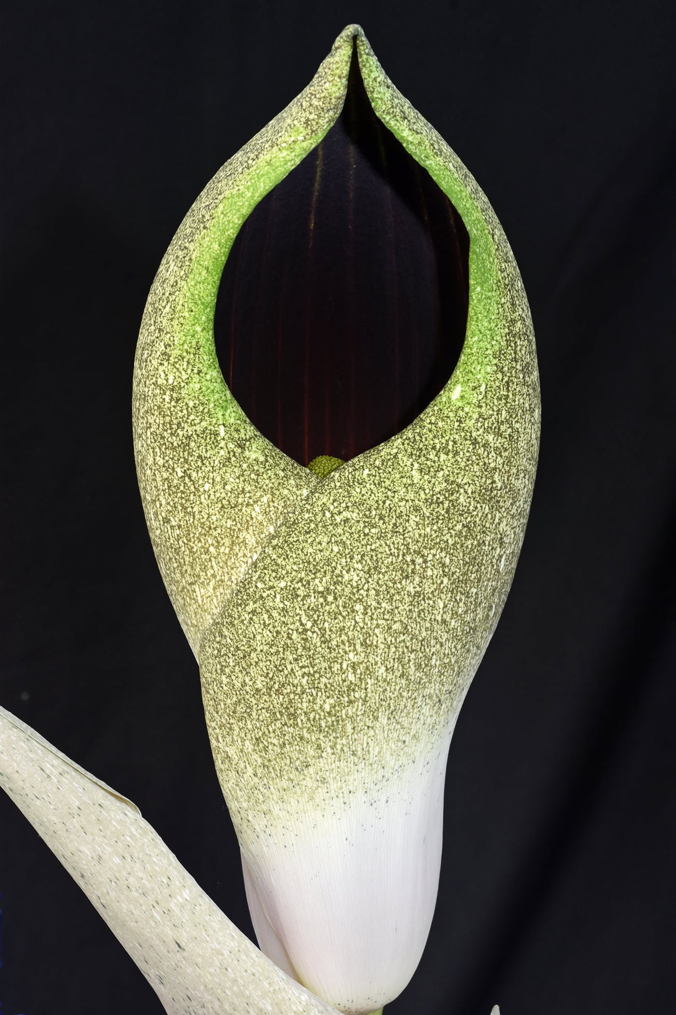 Amorphophallus dracontioides