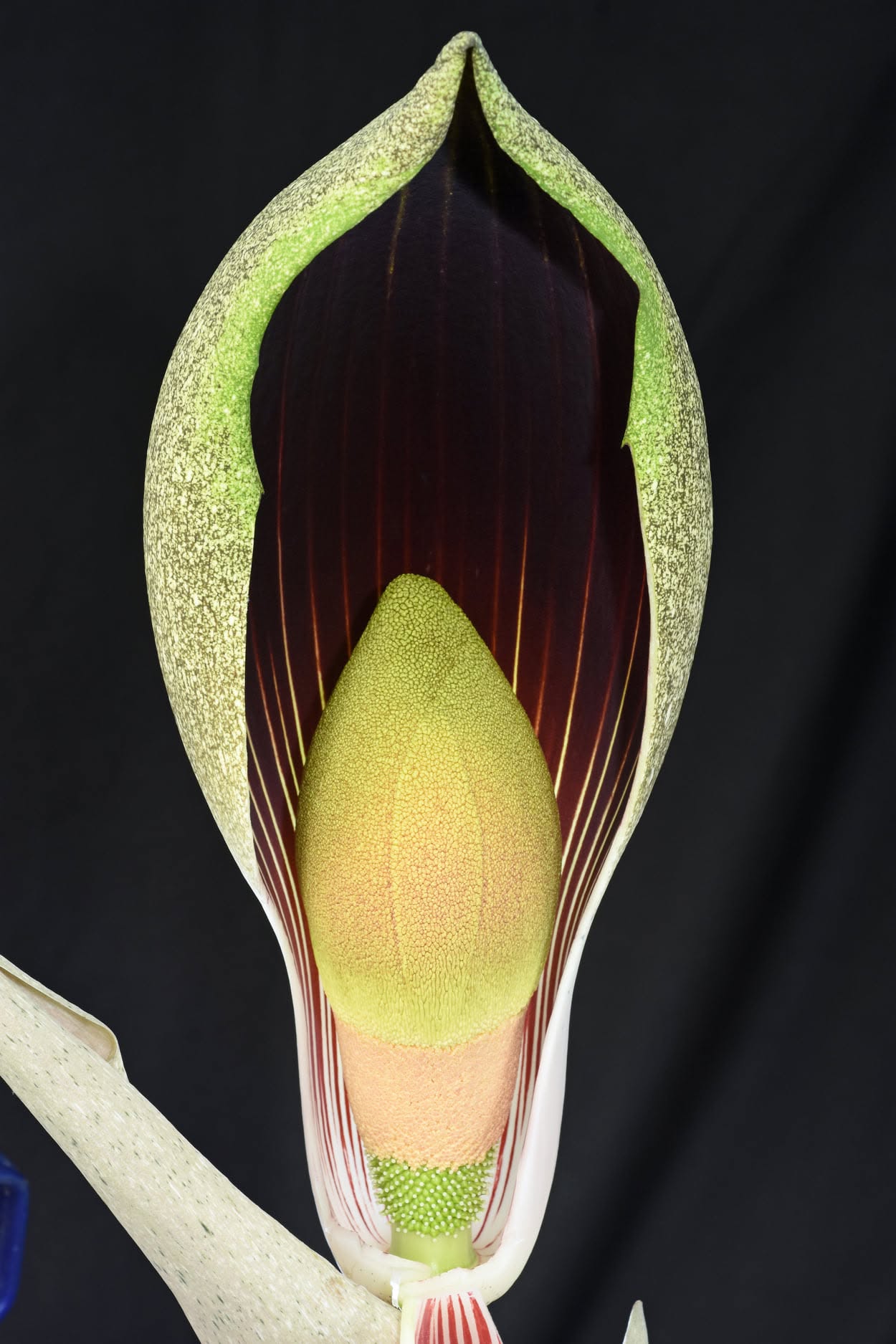 Amorphophallus dracontioides