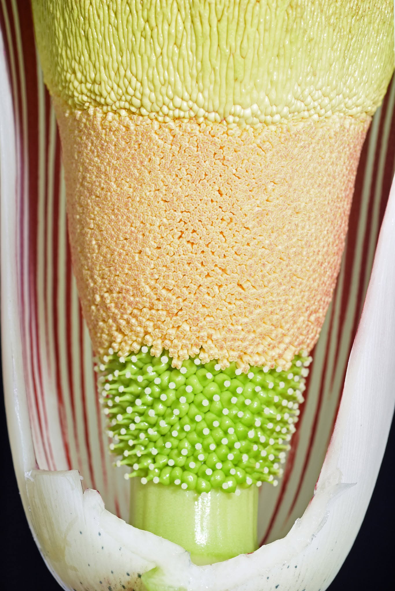 Amorphophallus dracontioides — inflorescence
