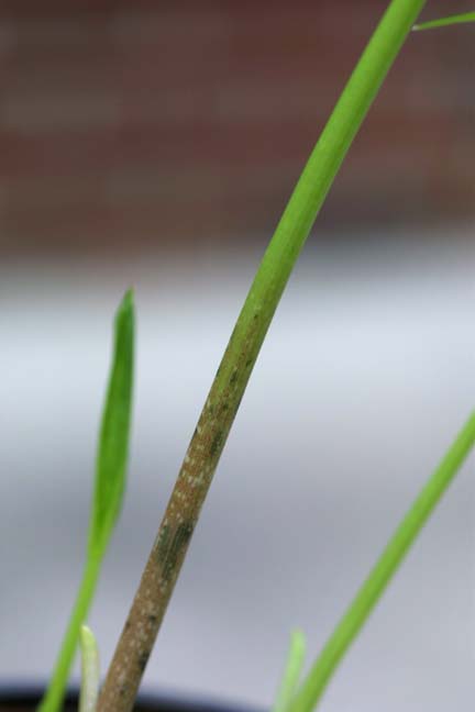 Amorphophallus dracontioides — vegetative