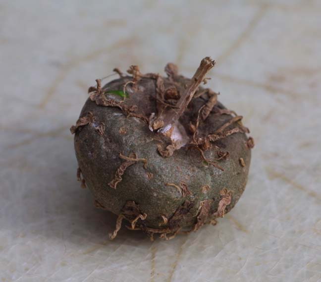 Amorphophallus dracontioides — vegetative