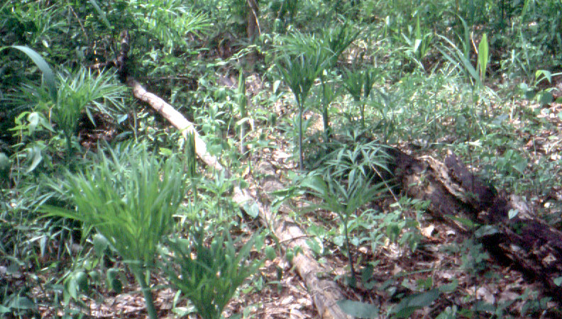 Amorphophallus dracontioides