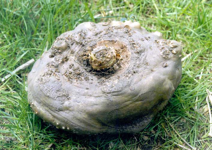 Amorphophallus dracontioides