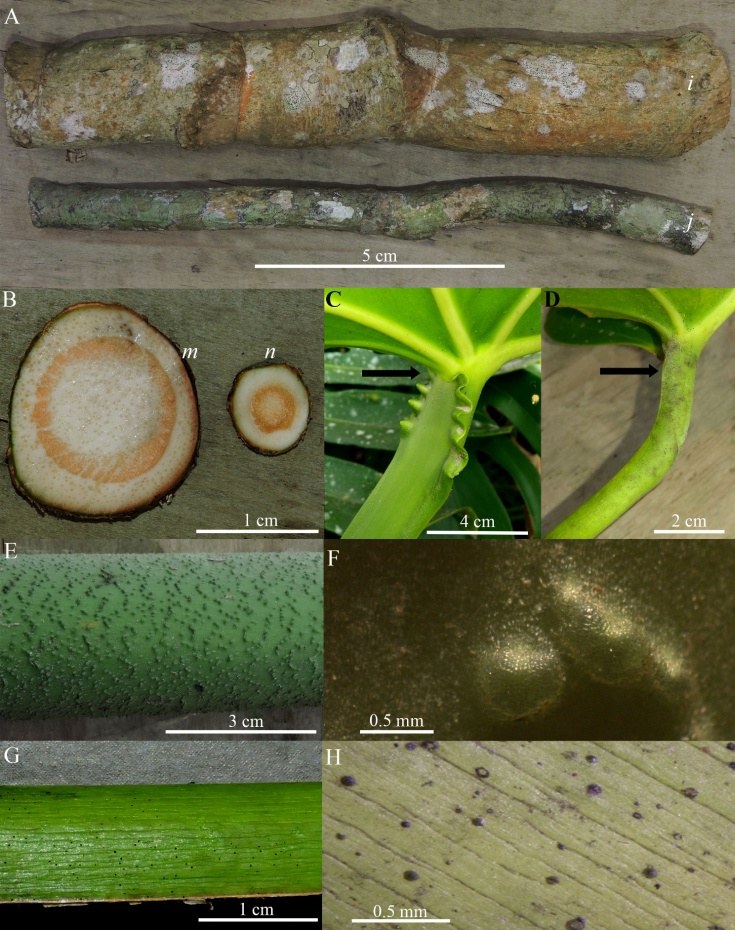An eight-panel comparative plate: two lengths of aroid stem
              side by side, one much thicker than the other; two stem
              cross-sections; close views of petiole sheaths with arrows;
              and magnified stem and leaf surfaces. Every panel carries a
              scale bar
