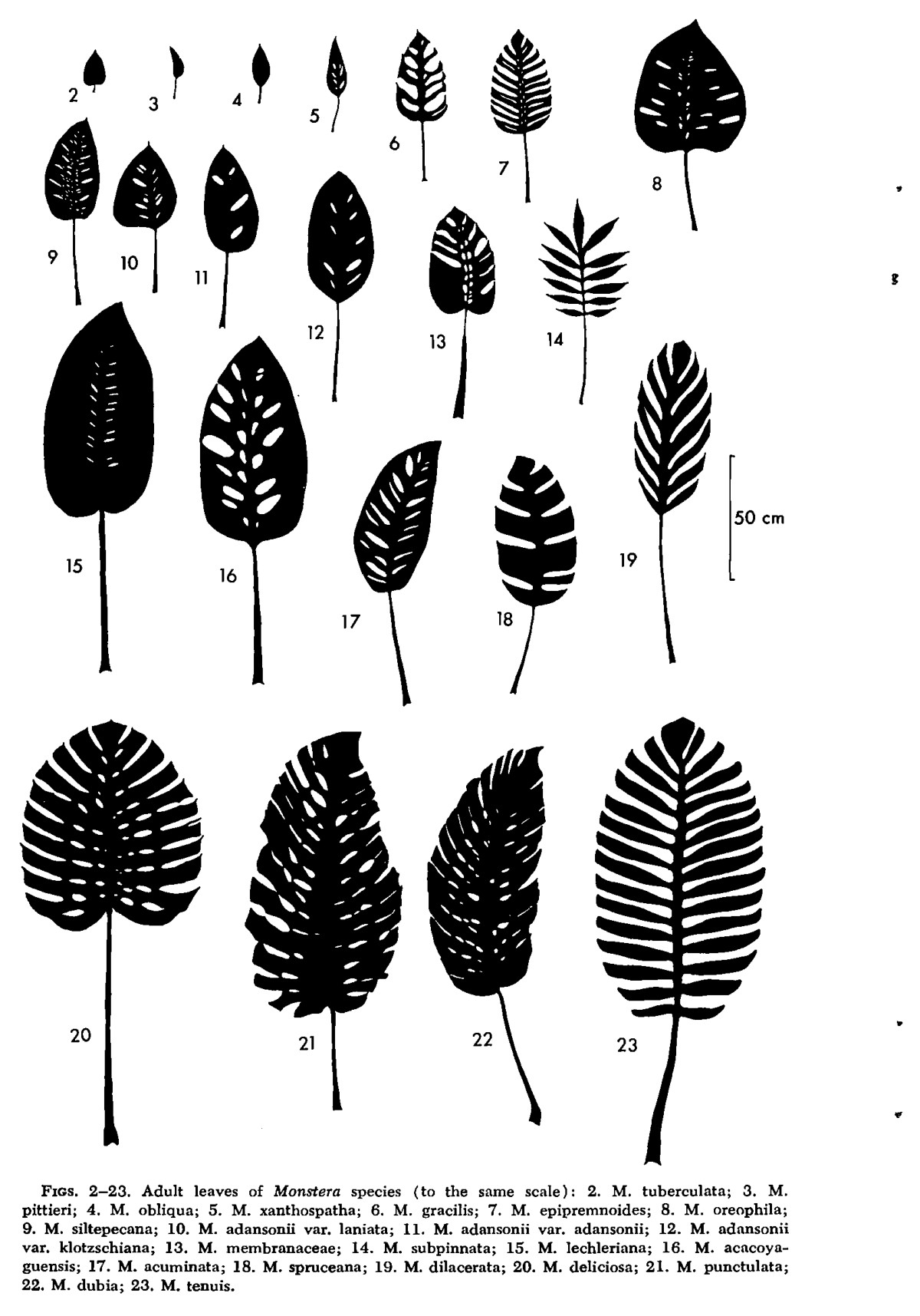 Twenty-two Monstera adult leaves drawn as silhouettes to one common scale, ranging from small entire blades to large deeply pinnatifid ones, with a 50 cm bar