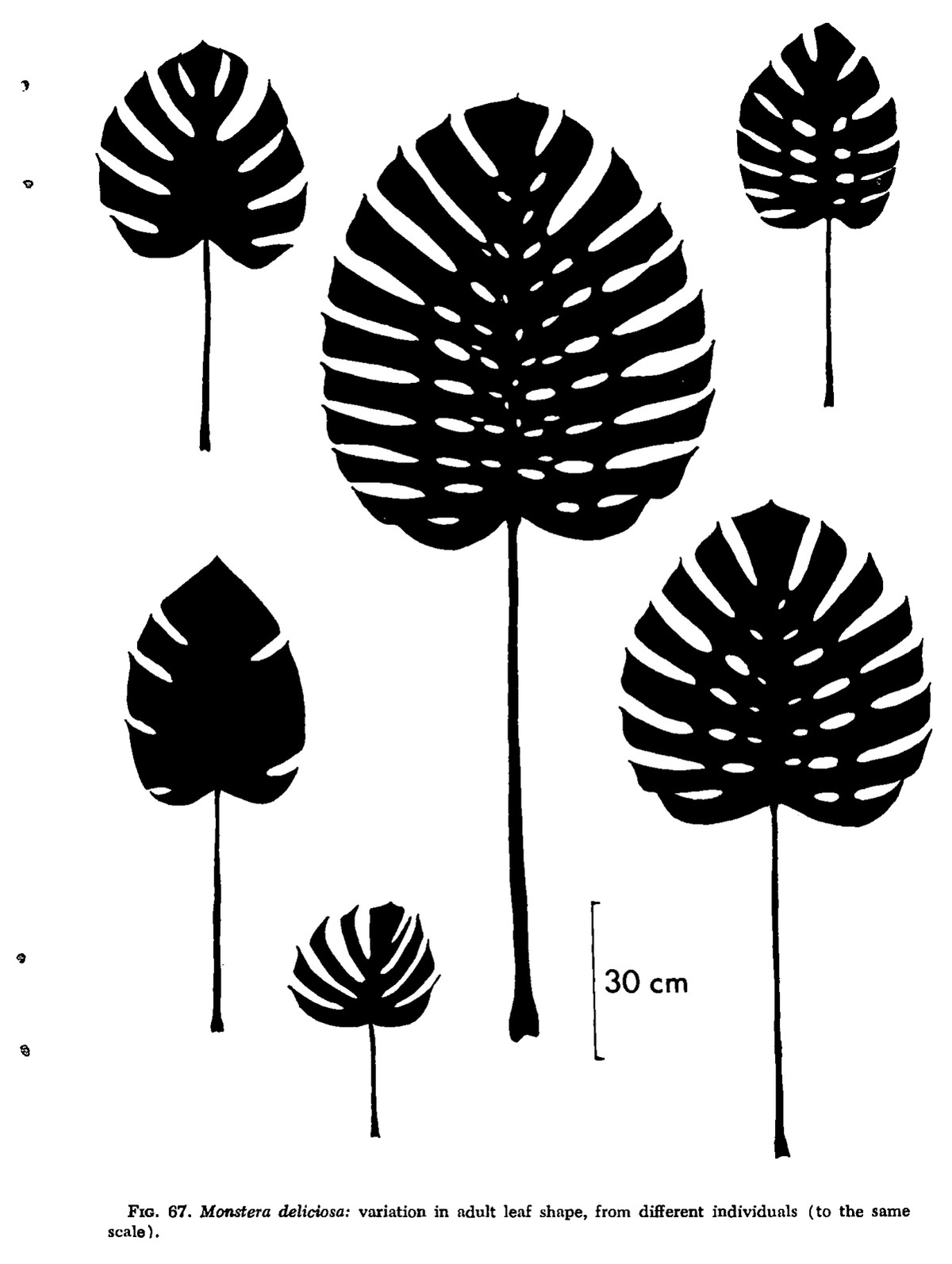 Leaves of Monstera deliciosa from different individuals drawn to one scale, showing variation in adult leaf shape