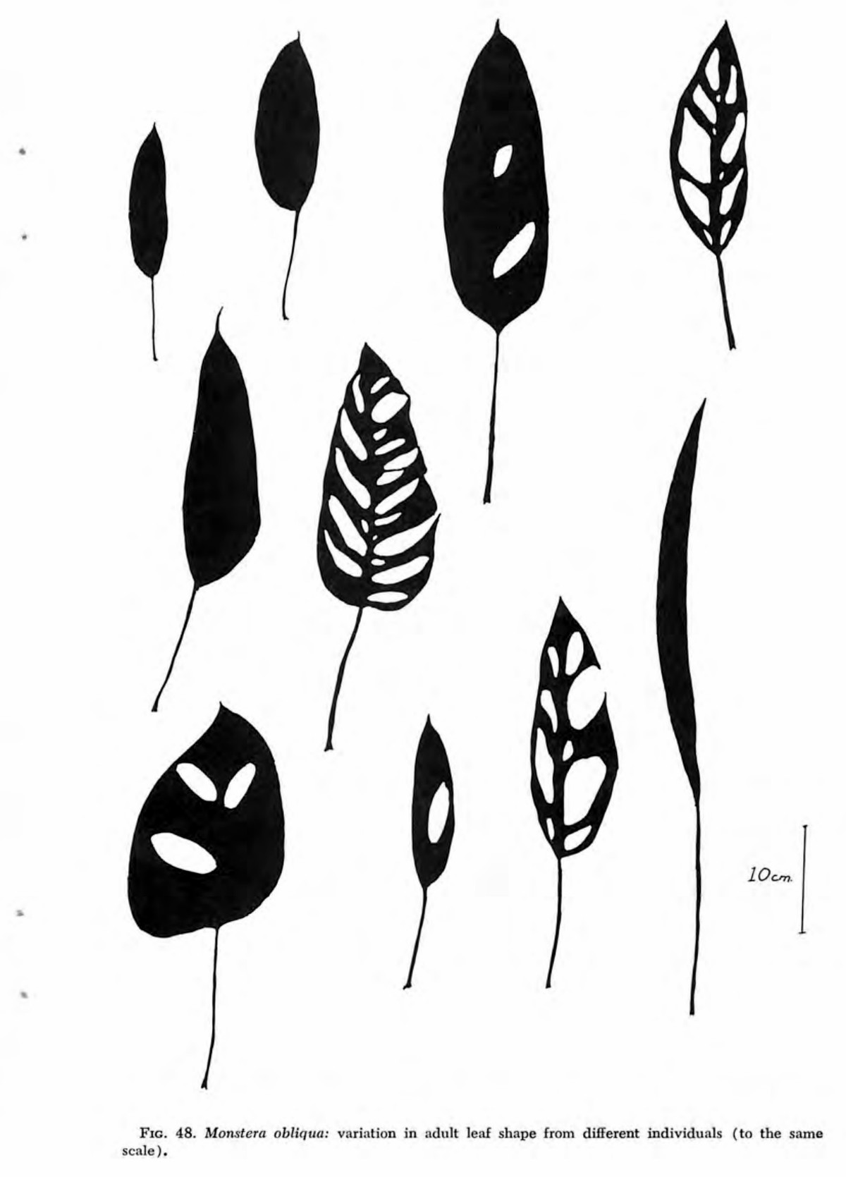 Eleven leaves of Monstera obliqua from different individuals drawn to one scale, ranging from small entire ovate blades through singly perforated to heavily fenestrated and one narrow strap-shaped leaf