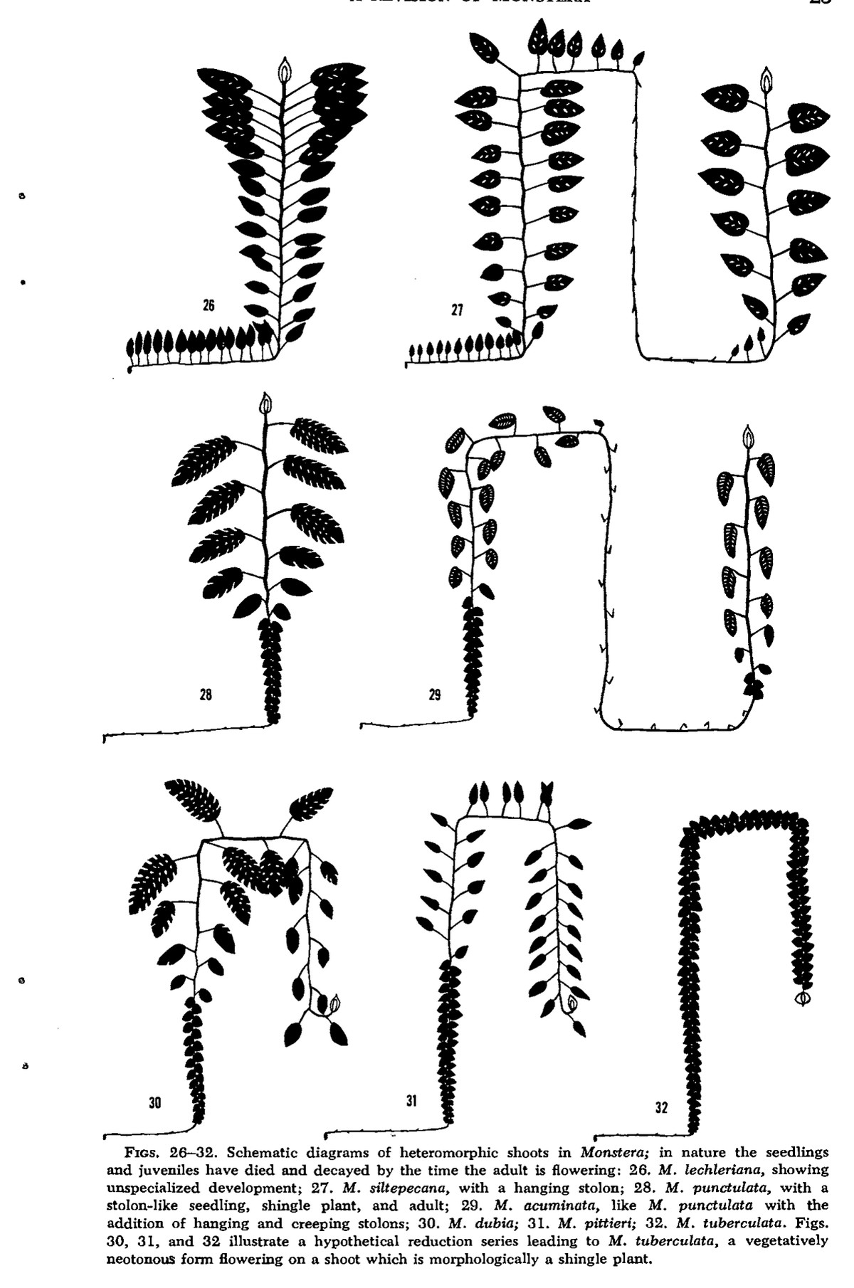 Seven schematic diagrams of Monstera shoot architecture, each showing a ground line, the creeping or stolon-like seedling, any shingled juvenile section, and the adult shoot