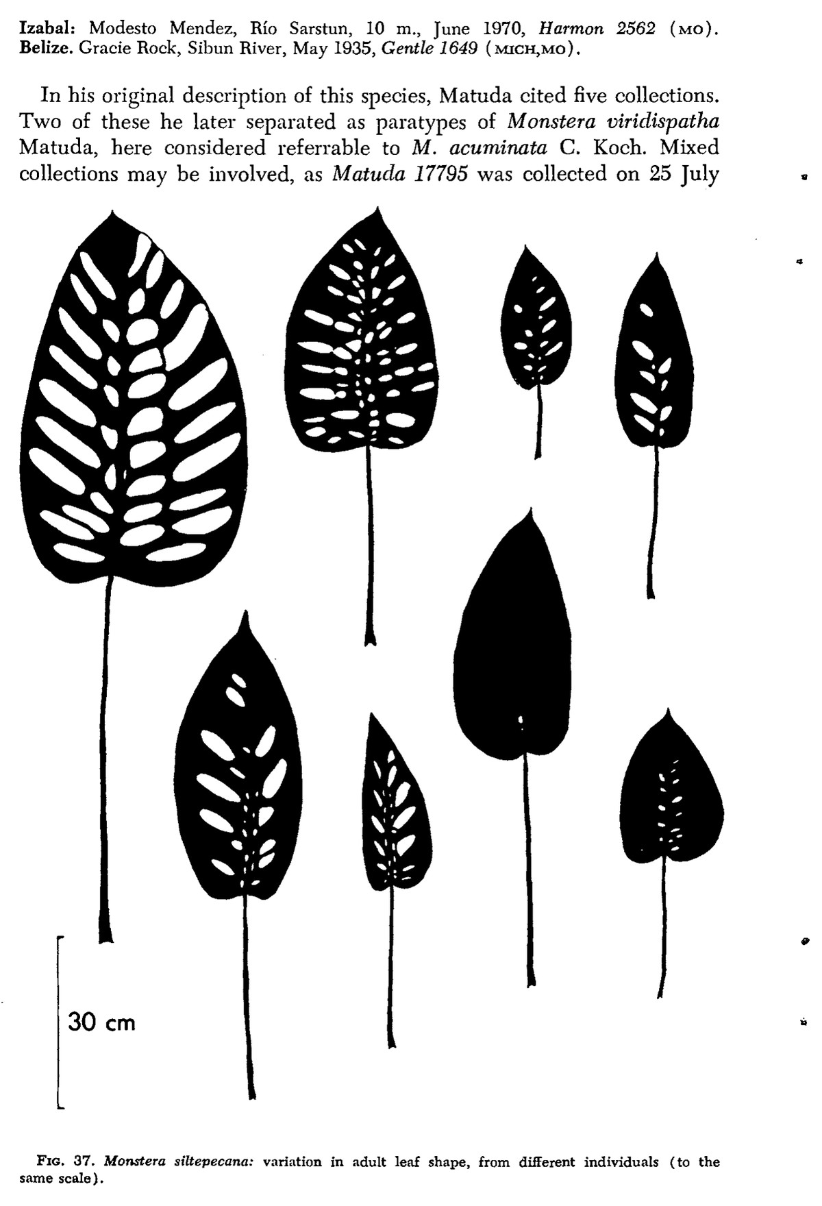 Leaves of Monstera siltepecana from different individuals drawn to one scale, showing variation in adult leaf shape